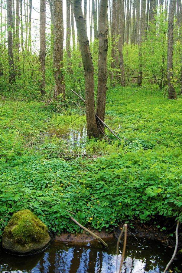 Losiowate Gospodarstwo Agroturystyczne Rybaki  Buitenkant foto