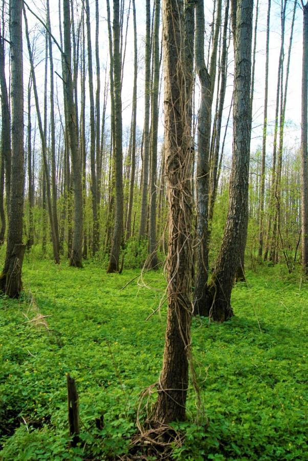 Losiowate Gospodarstwo Agroturystyczne Rybaki  Buitenkant foto