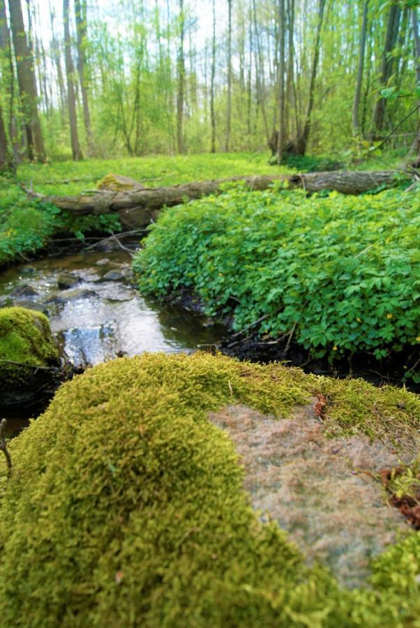 Losiowate Gospodarstwo Agroturystyczne Rybaki  Buitenkant foto