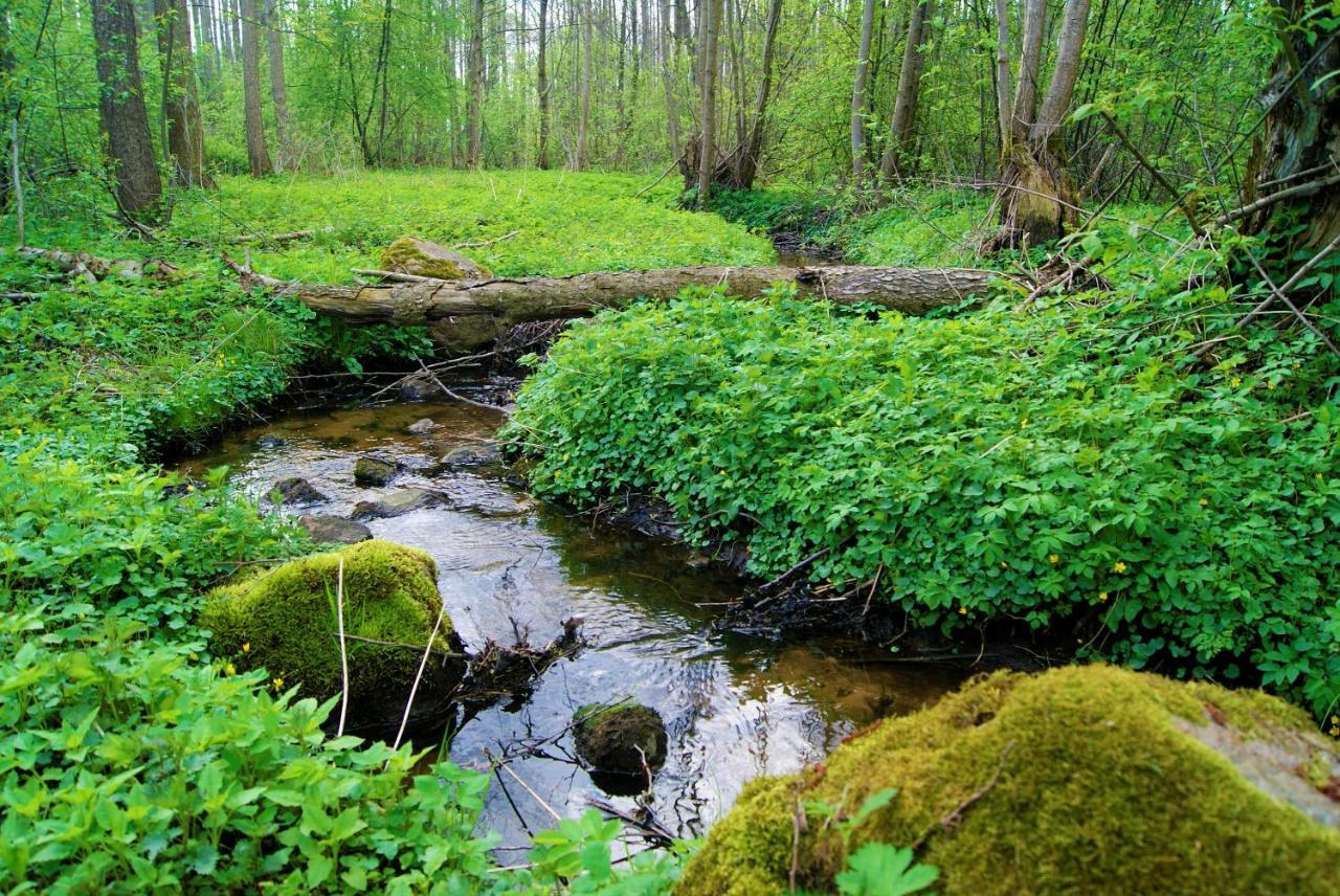 Losiowate Gospodarstwo Agroturystyczne Rybaki  Buitenkant foto