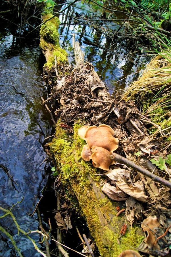 Losiowate Gospodarstwo Agroturystyczne Rybaki  Buitenkant foto